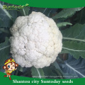 Tight white curl india planting 65days cauliflower hybrid seeds